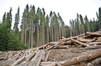 В Красноярском крае из-за халатности был вырублен лес на сумму 79 миллионов рублей