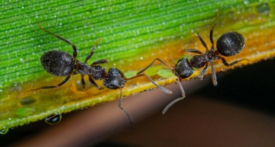 Новый способ контроля за муравьями: простое решение с глубоким эффектом